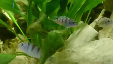 Einrichtungsbeispiele mit Metriaclima / Pseudotropheus lombardoi