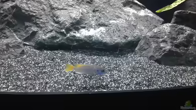 Einrichtungsbeispiele mit Pseudotropheus sp ´Acei´