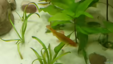 Einrichtungsbeispiele mit Puntius semifasciolatus