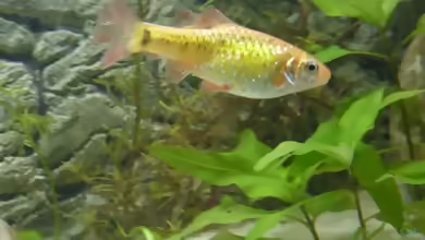 Einrichtungsbeispiele mit Puntius semifasciolatus