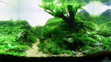 Einst war das Chaos von -serok-