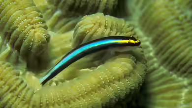 Elacatinus evelynae im Aquarium halten