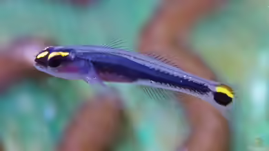 Elacatinus jarocho im Aquarium halten