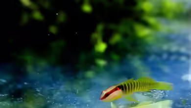 Elacatinus multifasciatus im Aquarium halten