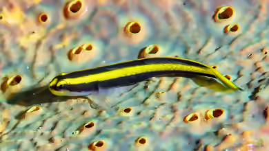 Elacatinus pridisi im Aquarium halten
