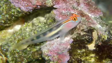 Elacatinus puncticulatus im Aquarium halten