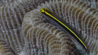Elacatinus randalli im Aquarium halten