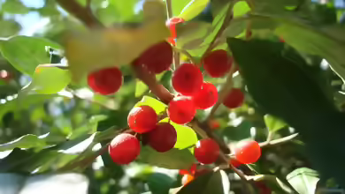 Elaeagnus umbellata - Wissenswertes über den robusten Wildstrauch
