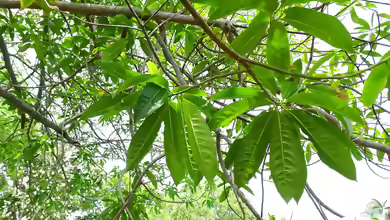 Elaeocarpus ganitrus im Garten pflanzen