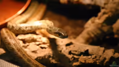 Elaphe dione im Terrarium halten