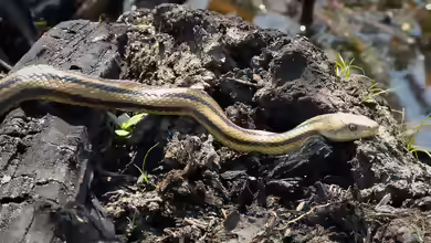 Elaphe obsoleta quadrivittata im Terrarium halten