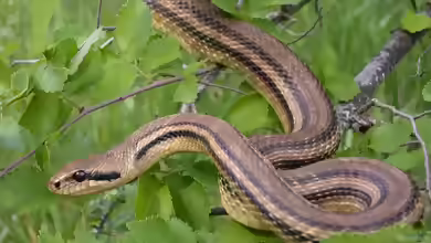 Elaphe quatuorlineata im Terrarium halten