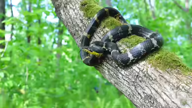Elaphe schrenckii im Terrarium halten