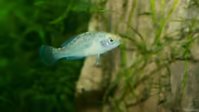 Elassoma evergladei im Aquarium halten