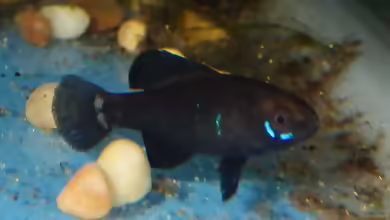 Elassoma okefenokee im Aquarium halten