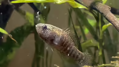 Elassoma zonatum im Aquarium halten
