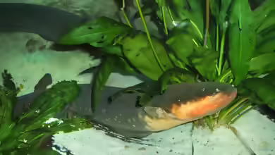 Electrophorus electricus im Aquarium halten
