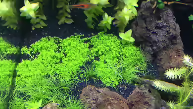 Eleocharis acicularis im Aquarium oder Gartenteich