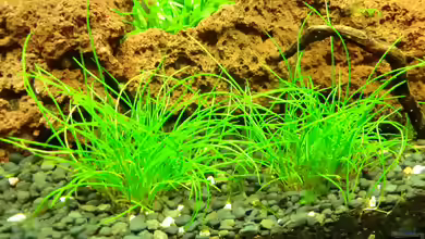 Eleocharis parvula: Die perfekte Bodendeckerpflanze für Ihr Aquarium