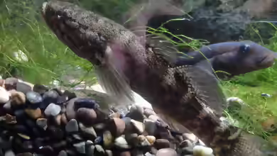 Eleotris sandwicensis im Aquarium halten