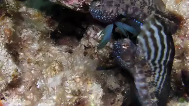 Emblemaria pandionis im Aquarium halten