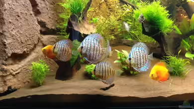 Emotionale Momente in der Aquaristik: Wenn Wasserleben das Herz berührt