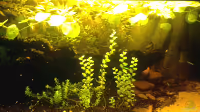 En el Camino de Mato Grosso a Río Negro von Südamerikafreak BK