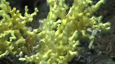 Enallopsammia rostrata im Aquarium halten