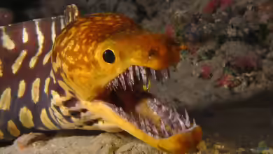 Enchelycore anatina im Aquarium halten