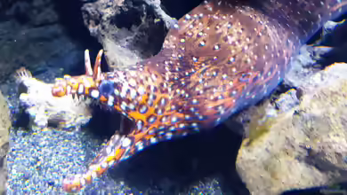 Enchelycore pardalis im Aquarium halten