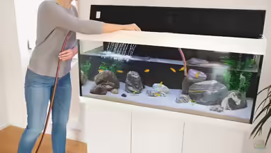 Energieeffiziente Aquarium- und Teichheizung: Unterschiede, Vorteile und Auswahlkriterien