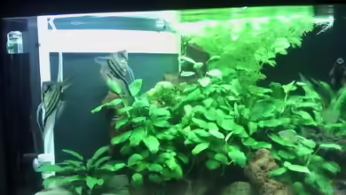 Energiespar Becken 32438 von Aquaristik Freund