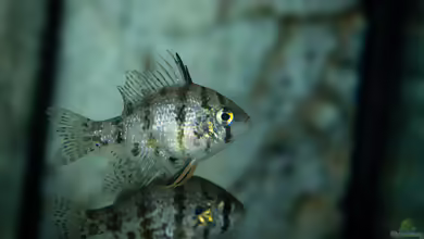 Enneacanthus chaetodon - Scheibenbarsch: Haltung, Pflege und Zucht im Aquarium