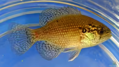 Enneacanthus gloriosus im Aquarium halten
