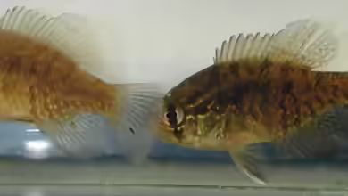 Enneacanthus obesus im Aquarium halten
