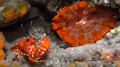 Enoplometopus antillensis im Aquarium halten
