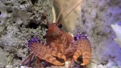 Enoplometopus daumi im Aquarium halten