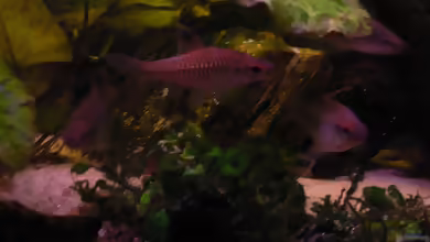 Enteromius callipterus im Aquarium halten