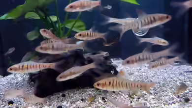 Enteromius fasciolatus im Aquarium halten