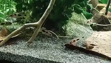Enteromius hulstaerti im Aquarium halten
