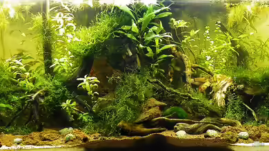Entstehung und Entwicklung von Jīvana