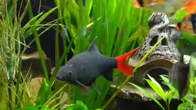 Epalzeorhynchos bicolor im Aquarium halten