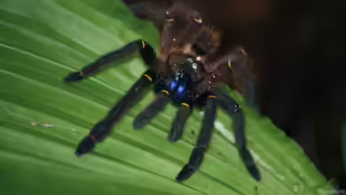 Ephebopus cyanognathus im Terrarium halten