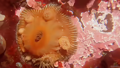 Epiactis prolifera im Aquarium halten