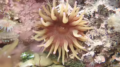 Epiactis thompsoni im Aquarium halten