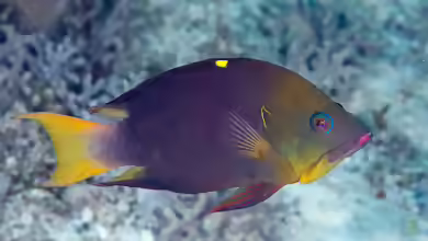 Epibulus brevis im Aquarium halten