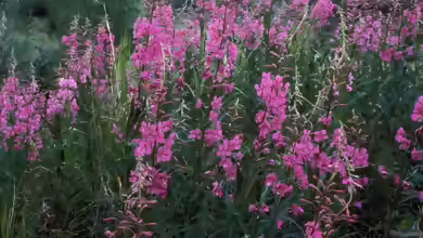 Epilobium angustifolium im Garten pflanzen