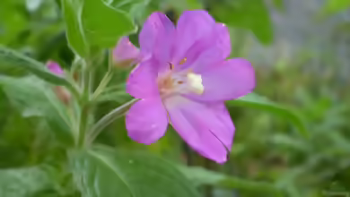 Epilobium parviflorum im Garten pflanzen