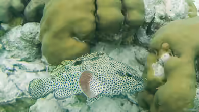 Epinephelus adscensionis im Aquarium halten