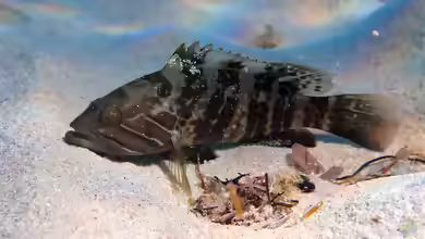 Epinephelus aeneus im Aquarium halten